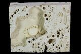 Fossil Crab (Potamon) Preserved in Travertine - Turkey #121371-1